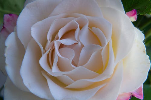 Бесплатное стоковое фото с белый цветок, крупный план, садовая роза