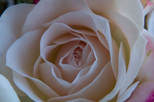 Imagine de stoc gratuită din trandafir