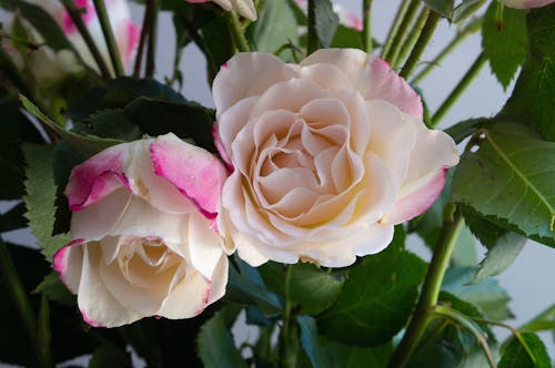 クローズアップショット, バラ, ピンクと白の花びらの無料の写真素材