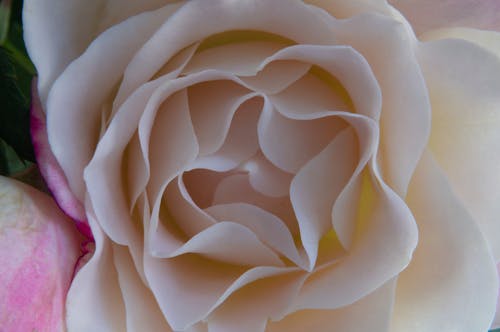 Darmowe zdjęcie z galerii z róża