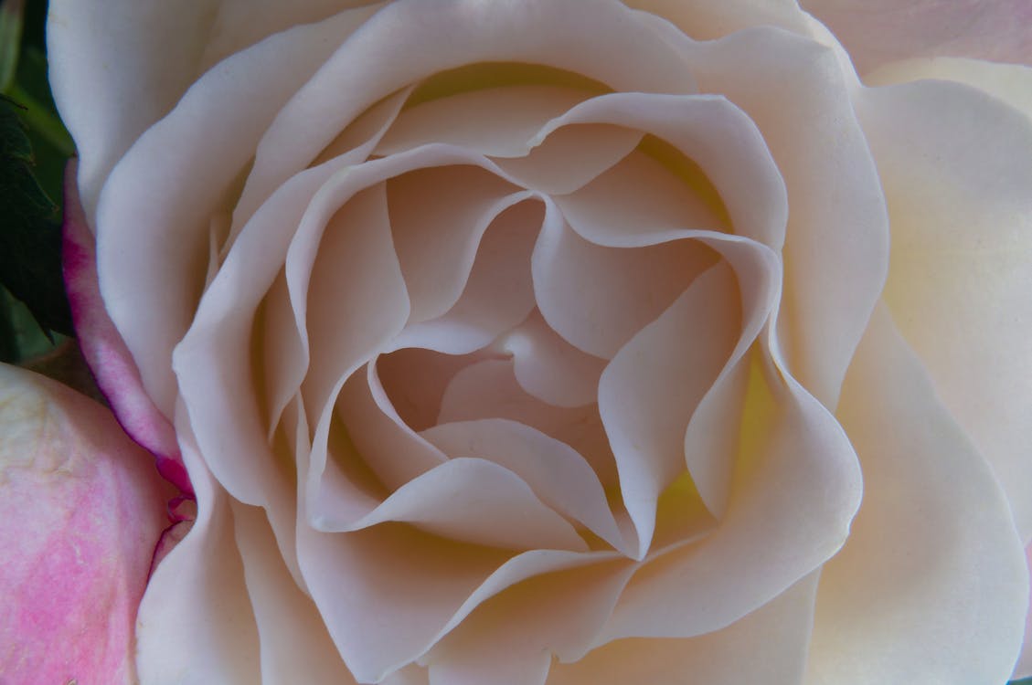 玫瑰 的 免费素材图片