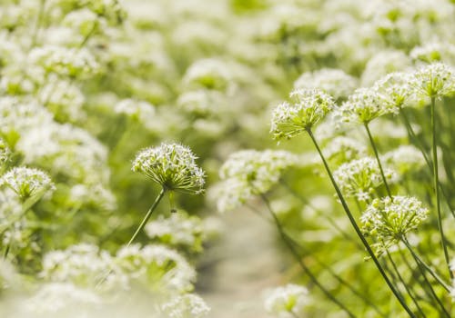 bitki, bitki örtüsü, Çiçek açmak içeren Ücretsiz stok fotoğraf