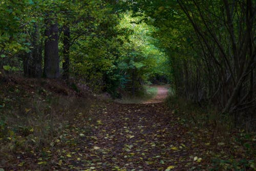 Gratis lagerfoto af natursti