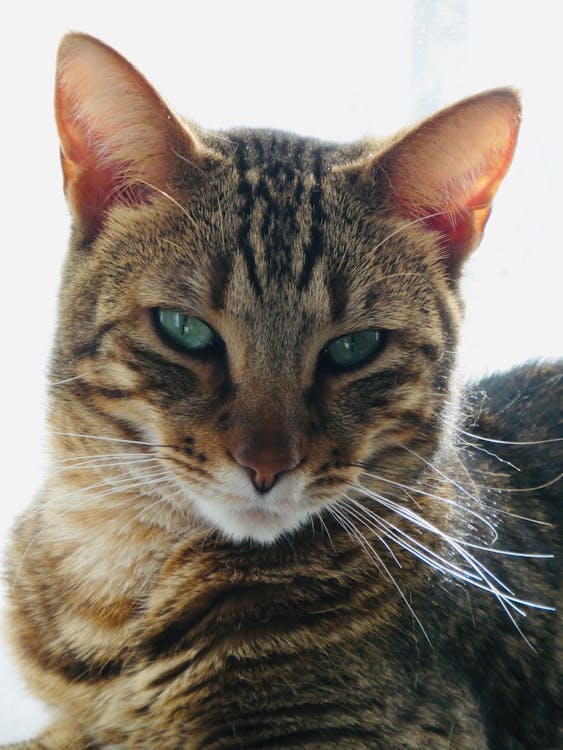 An Adorable Tabby Cat