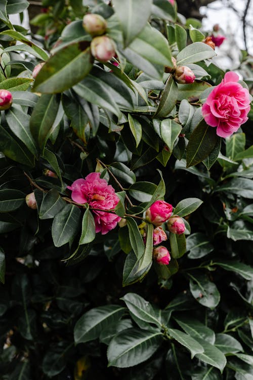 Pink Roses in Bloom