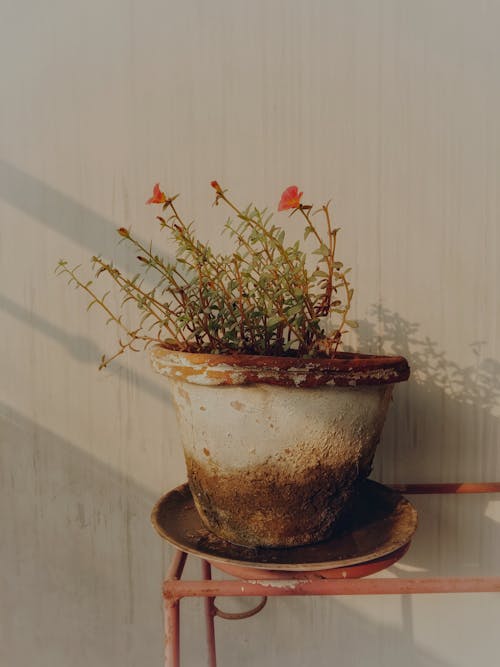 Foto d'estoc gratuïta de cassola, creixement, planta amb flors