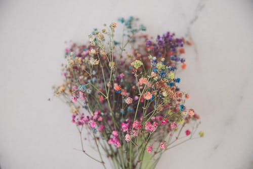 꽃, 꽃이 피는, 다채로운의 무료 스톡 사진