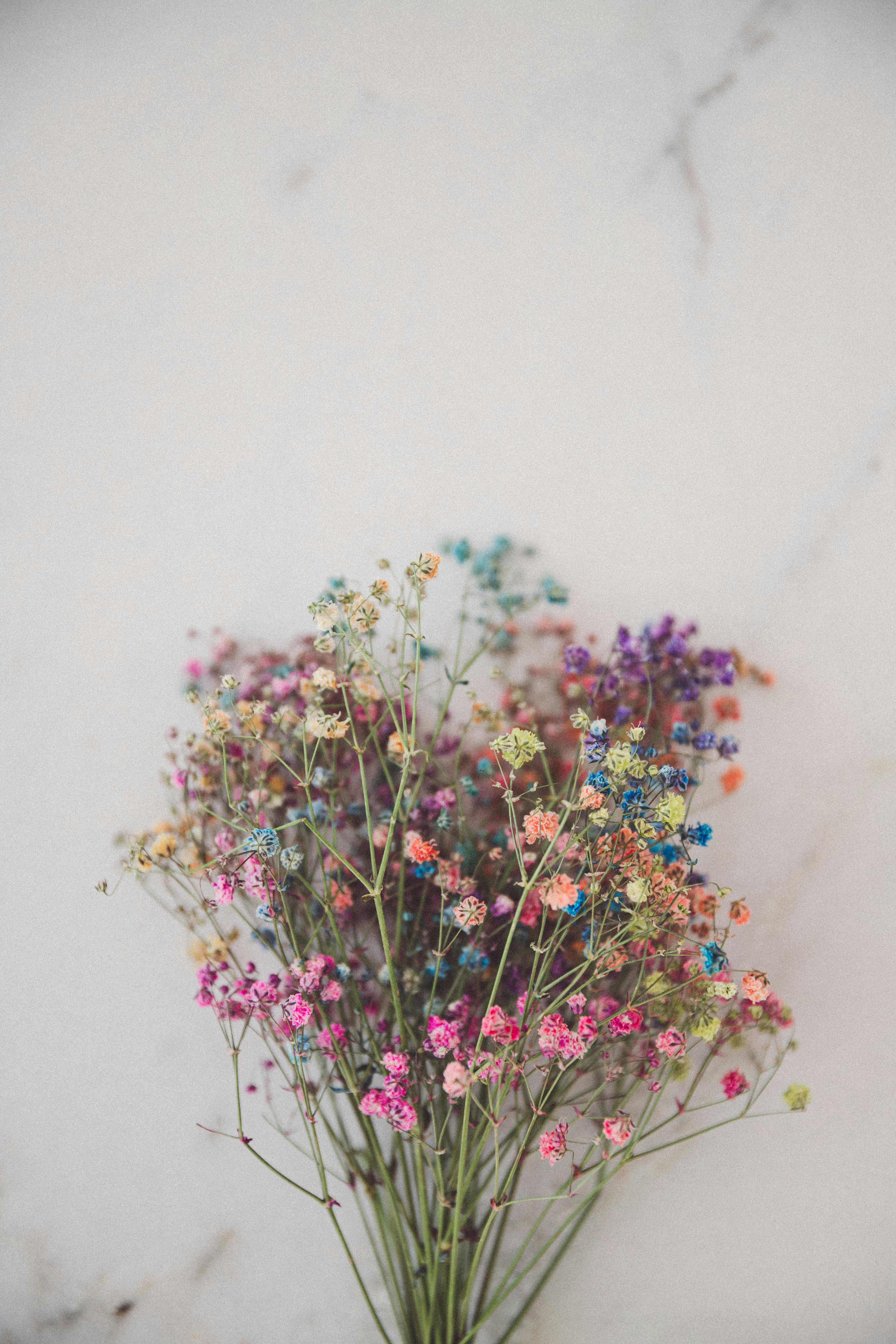 A Bunch of Colorful Angel&rsquo;s Breath Flowers · Free Stock Photo