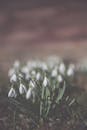 White Flowers With Green Leaves