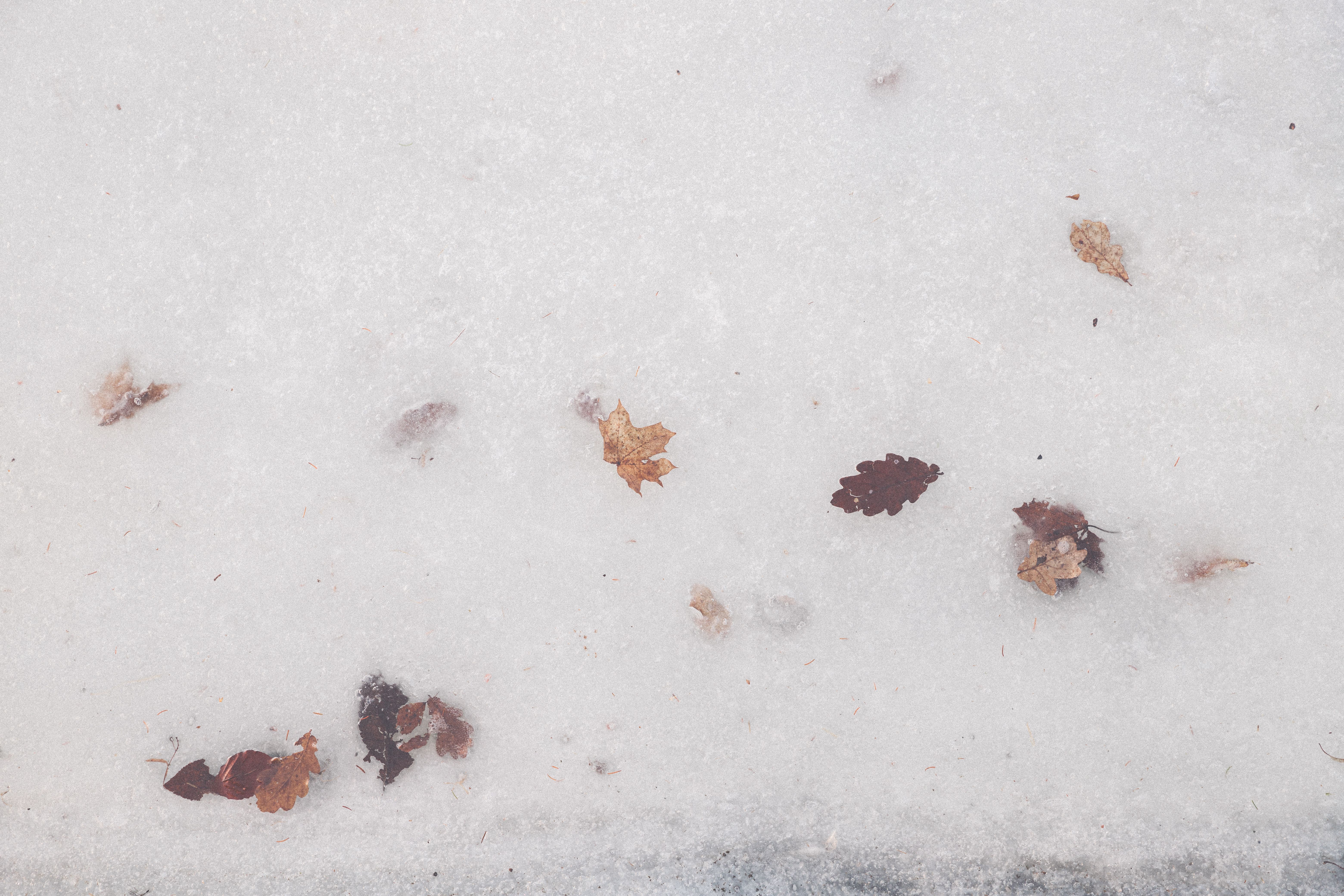 Fallen Leaves on the Snow Covered Ground · Free Stock Photo
