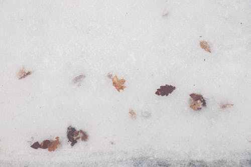 Foto d'estoc gratuïta de clima fred, cobert de neu, congelat