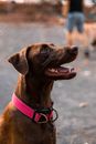 A Brown Dog with a Pink Collar
