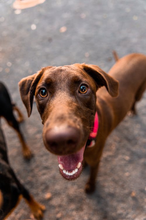 Immagine gratuita di addomesticato, adorabile, animale