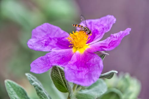 Free A Hoverfly Feeding on a Rockrose Stock Photo