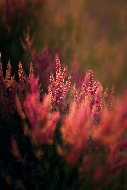 꽃밭, 꽃이 피는, 분홍색 꽃의 무료 스톡 사진