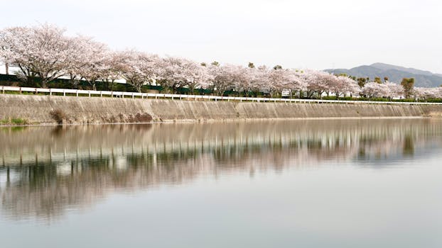Serene scene of cherry blossoms along a lake, capturing their reflection in tranquil water.