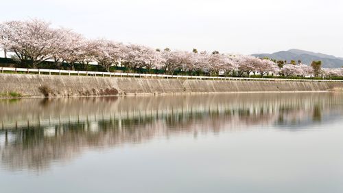 Free Serene scene of cherry blossoms along a lake, capturing their reflection in tranquil water. Stock Photo