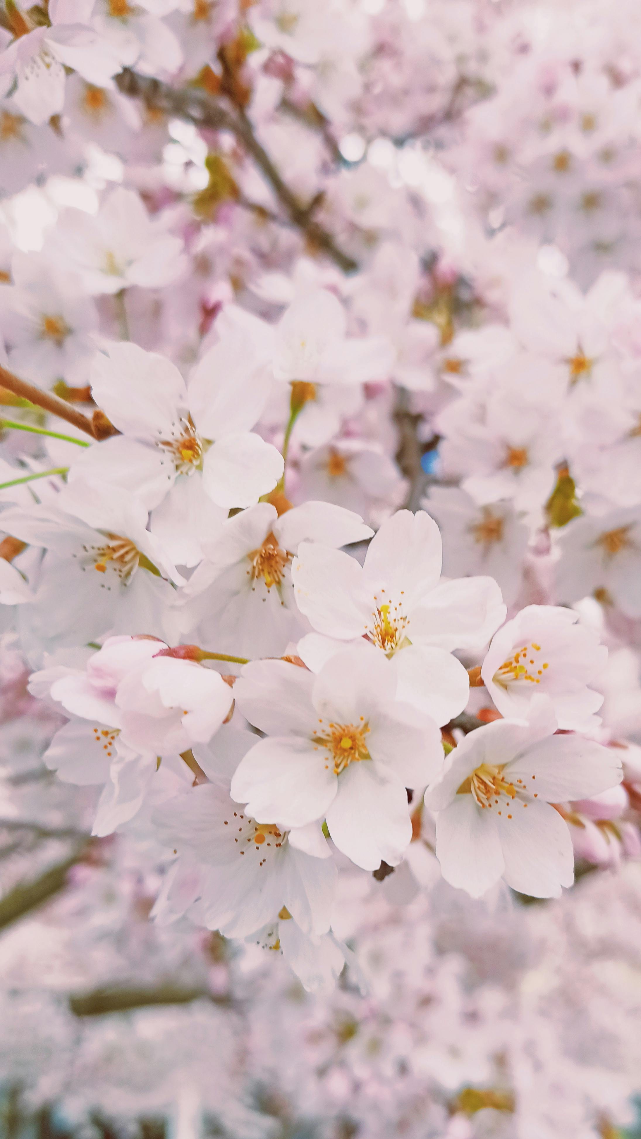 Mê mẩn ngắm hoa anh đào ở Nhật Bản | Báo Pháp Luật TP. Hồ Chí Minh