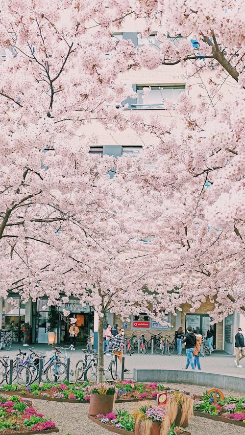 Foto d'estoc gratuïta de arbres, bicicletes, bonic