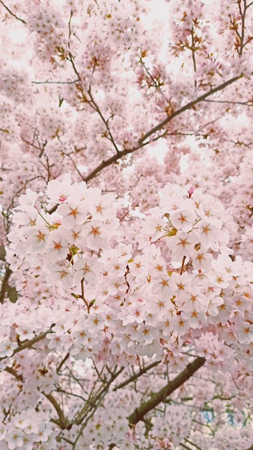 Free Beautiful Cherry Blossoms in Bloom Stock Photo