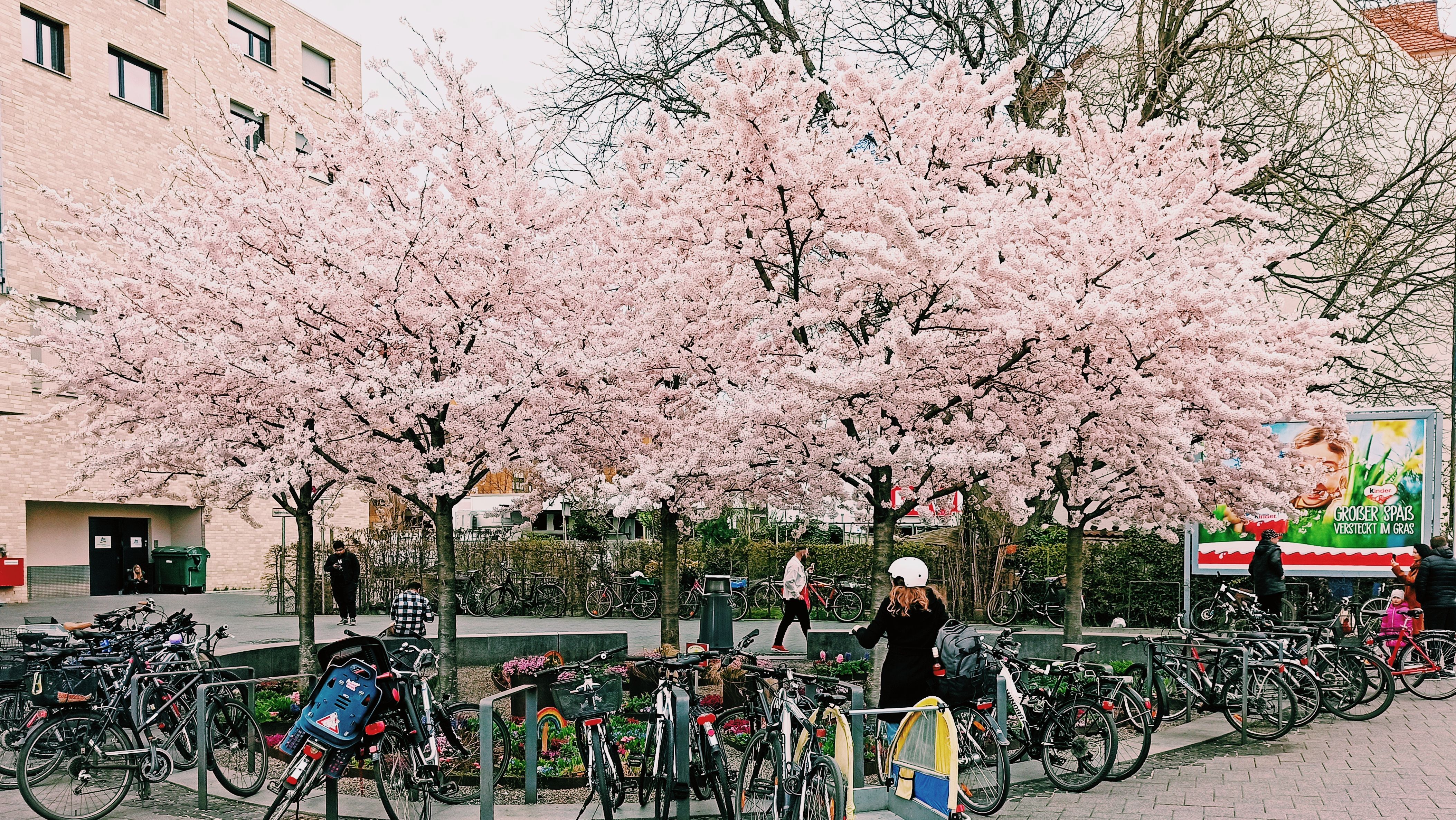 Vibrant cherry blossoms lining a traditional Japanese street, with people enjoying the view.