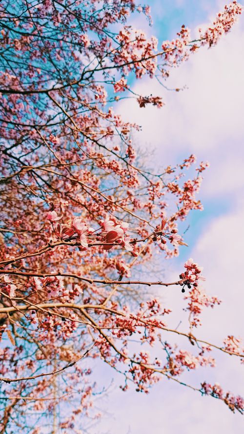 Free Pink cherry blossoms in Kreuzlingen, Switzerland, captured on a clear spring day. Stock Photo