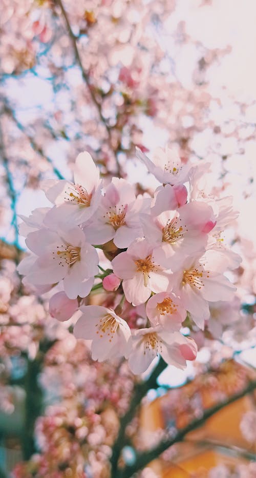 Δωρεάν στοκ φωτογραφιών με sakura, άνθη, άνθη κερασιάς