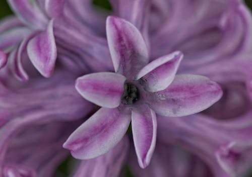 Fotobanka s bezplatnými fotkami na tému extrémny záber zblízka, flóra, hyacint