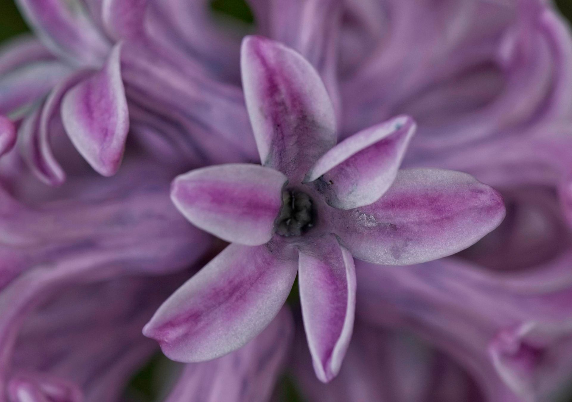 A Close-Up of a Beautiful Hyacinth Flower