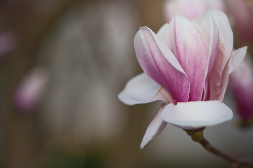 A Close-Up of a Magnolia Flower