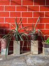 Potted Plants on Pedestals with a Red Brick Background