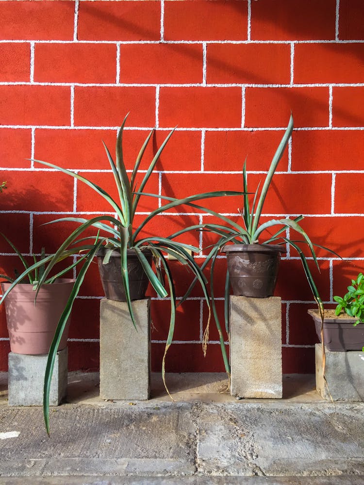 Potted Plants On Pedestals With A Red Brick Background