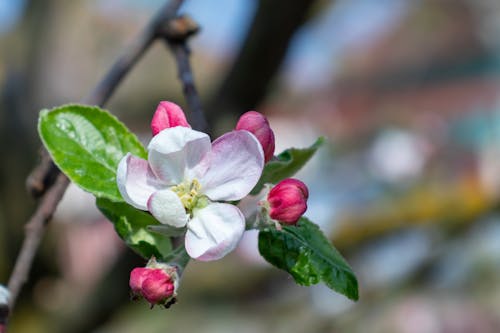 Free stock photo of apple blossom, apple tree, bearing apple