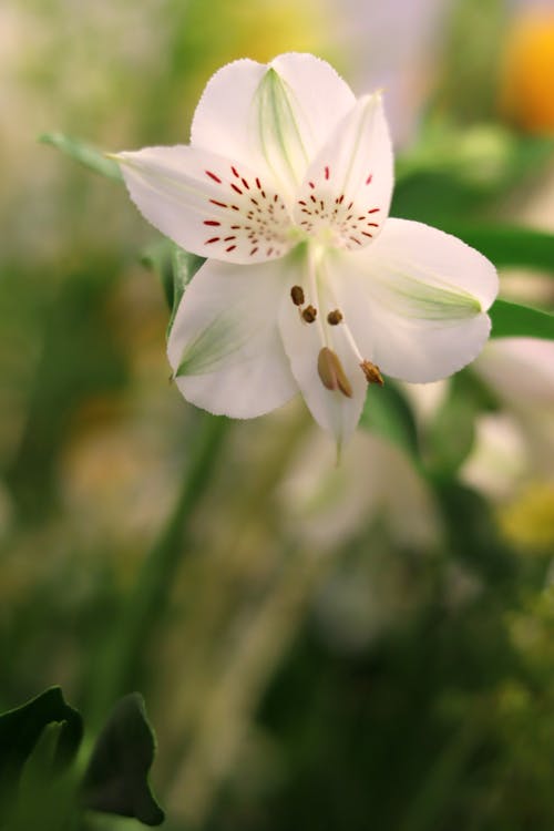 A Beautiful White Lily Flower