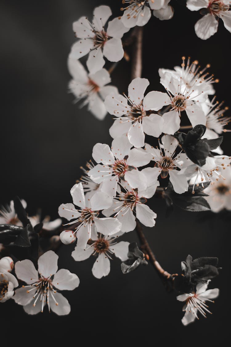 Clusters Of Apricot Blossoms On Stems