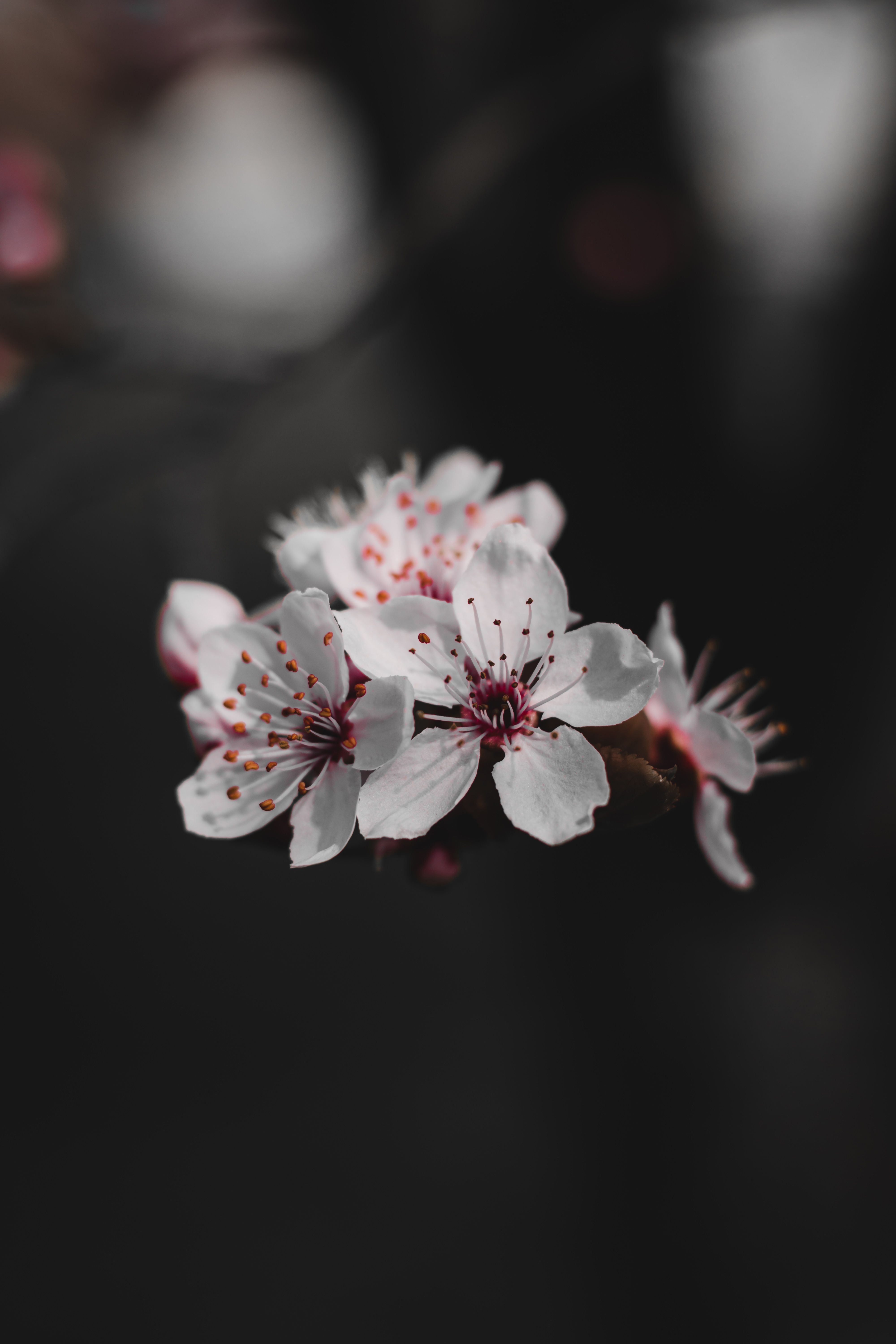 Cherry Blossom Black And White — free download