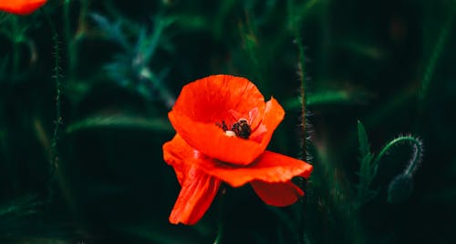 A Red Poppy Flower in Close-Up Photography
