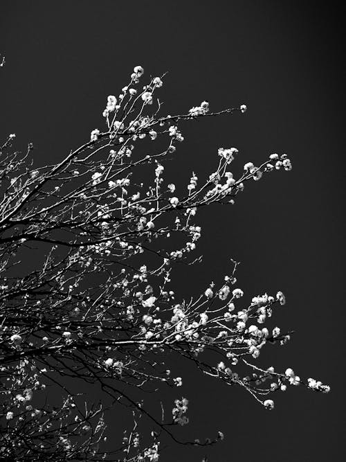 Δωρεάν στοκ φωτογραφιών με sakura, άνθη, άνθη κερασιάς Φωτογραφία από στοκ φωτογραφιών