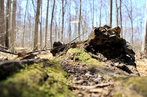 Foto profissional grátis de árvore, floresta, madeira