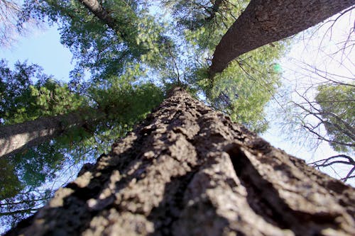 Foto profissional grátis de árvore, floresta, natureza