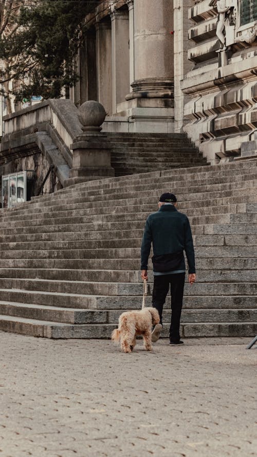 Foto profissional grátis de animal, cachorro, escadas de concreto