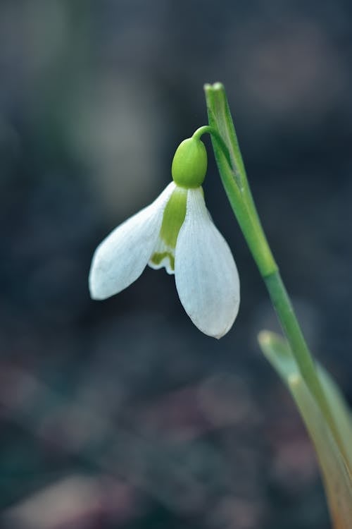 Free Blooming snowdrop with tepals on peduncle in daytime Stock Photo