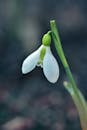 Blooming snowdrop with tepals on peduncle in daytime
