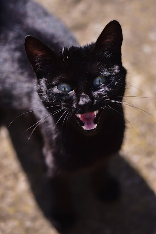 Free From above of aggressive cat with blue eyes and black fur meowing while looking at camera in sunshine Stock Photo