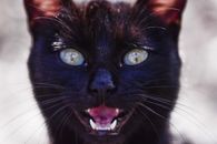 Powerful cat with black fur meowing in sunshine