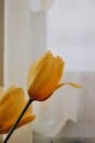 Blossoming yellow flowers with curved tender petals on thin stem against tulle in light house