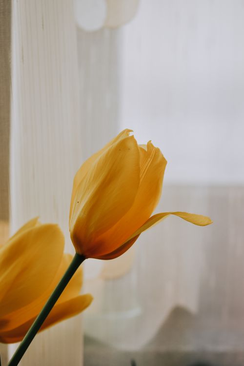 Free Blossoming yellow flowers with curved tender petals on thin stem against tulle in light house Stock Photo