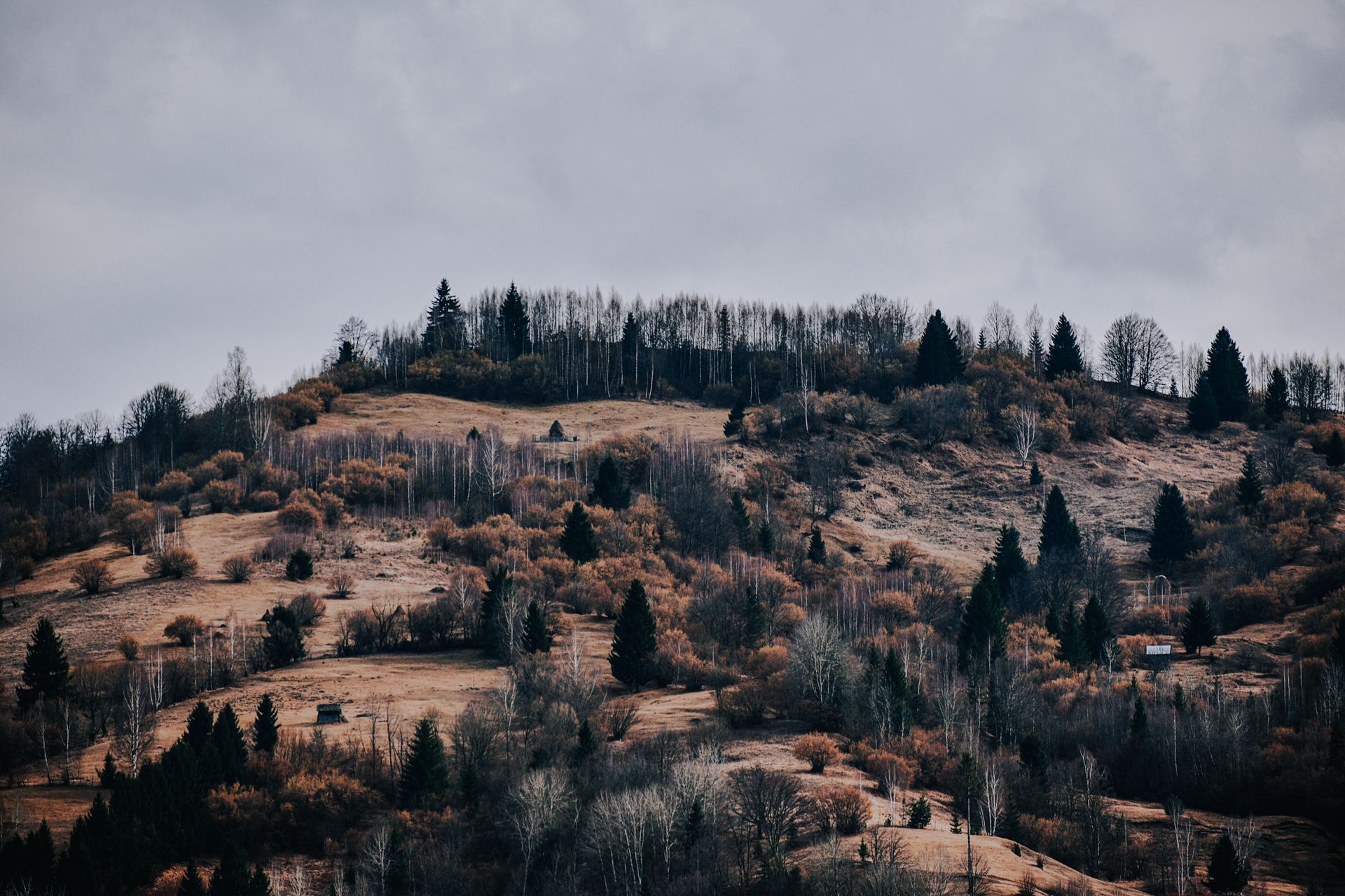 Scenic view of mount with evergreen and dry trees among shrubs growing under cloudy sky in fall