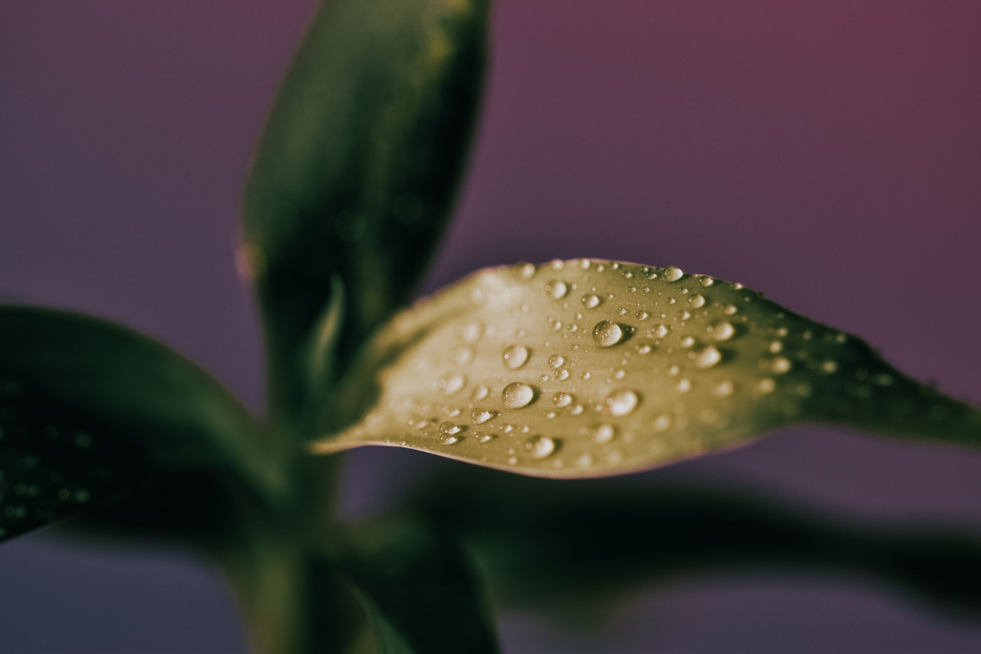 Plant with curved green foliage and pure aqua drips in shiny light on purple background
