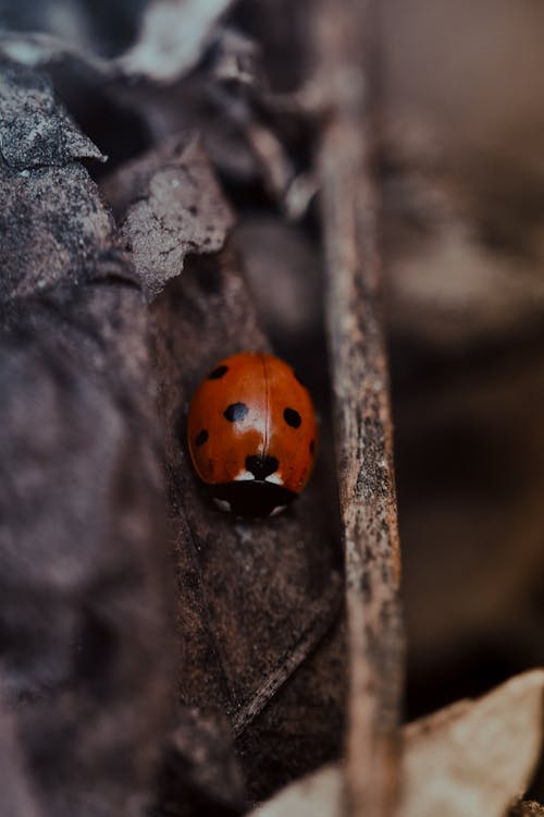 Free Ladybug resting on dry surface in daytime Stock Photo